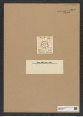 Asterolampra simulans Grev. (de-Toni-Nr.: Genus 235, Species 5655) Zeichnungen Sammlung Grunow Nr. 9640 (NHMW-BOT-W0379571)